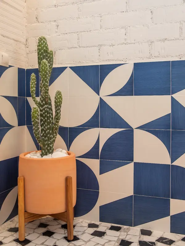 Cactus en maceta de terracota junto a un zócalo de azulejo azul y blanco
